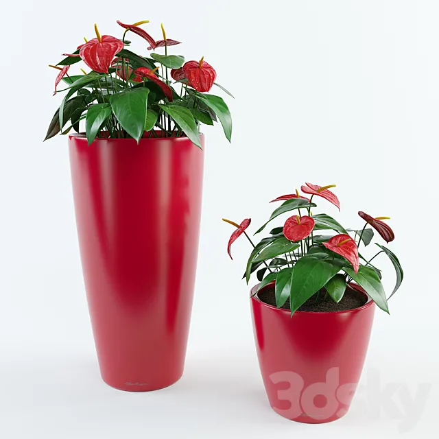 Anthurium 3DModel