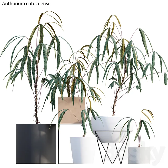 Anthurium cutucuense 3DModel