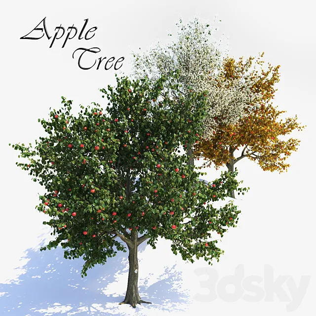 Apple Tree 1 3D Model