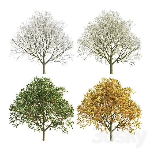 Apple tree 3 season Free Download