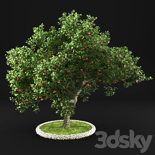 Apple Tree 3D Model