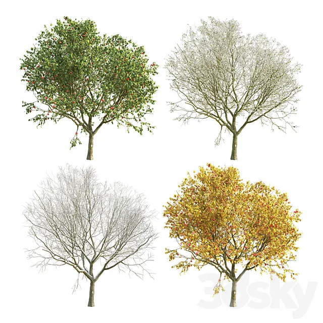 Apple Tree 4 Seasons 3D Model