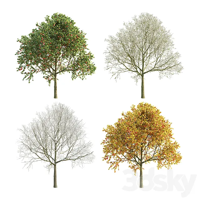 Apple Tree 5 Seasons 3DModel