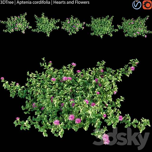 Aptenia cordifolia | Hearts and flowers 3D Model