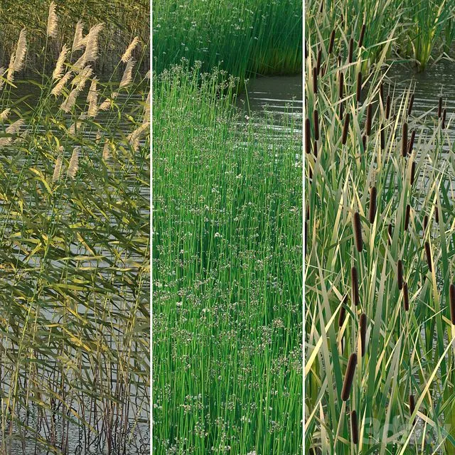 Aquatic plants 3D Model