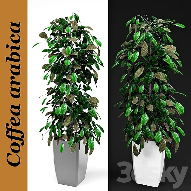 Arabica coffee 3D Model