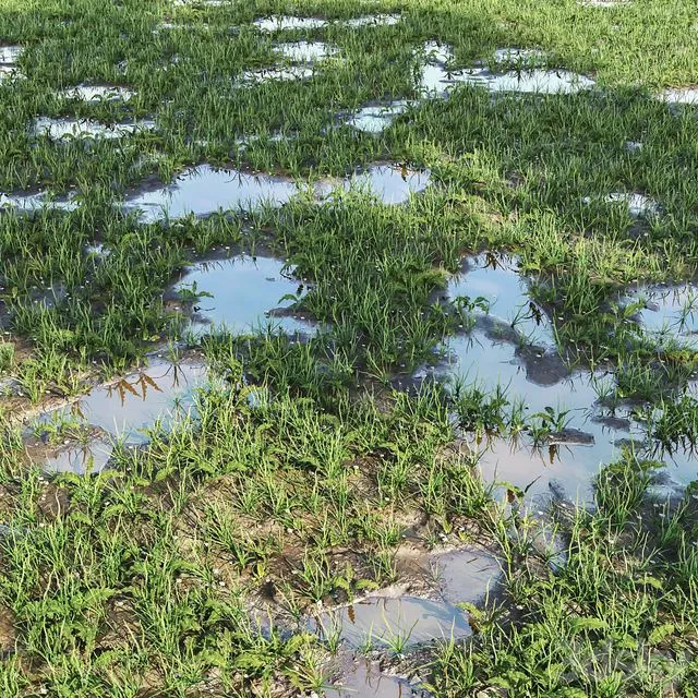 arch_grass 03 3D Model