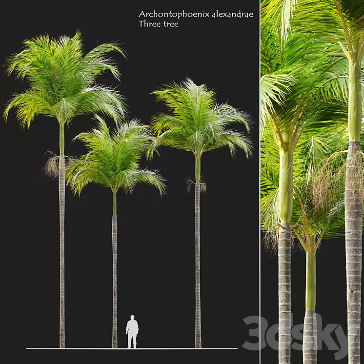 Archontophoenix alexandrae 3D Model