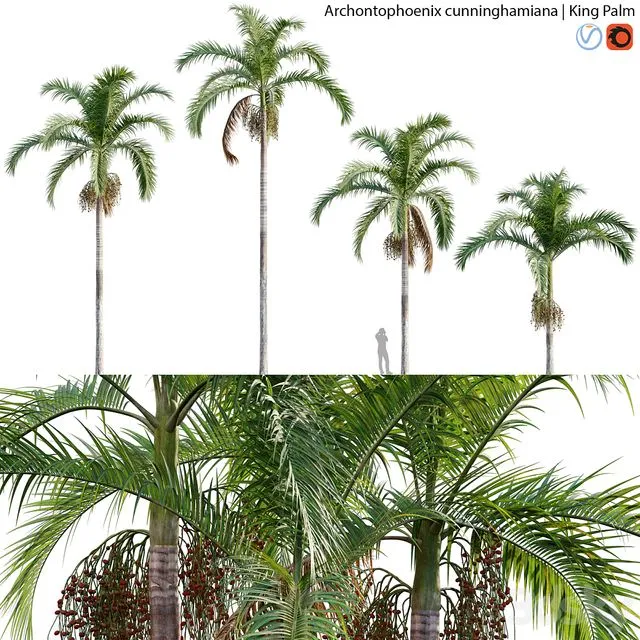 Archontophoenix cunninghamiana - King Palm - 01 3D Model