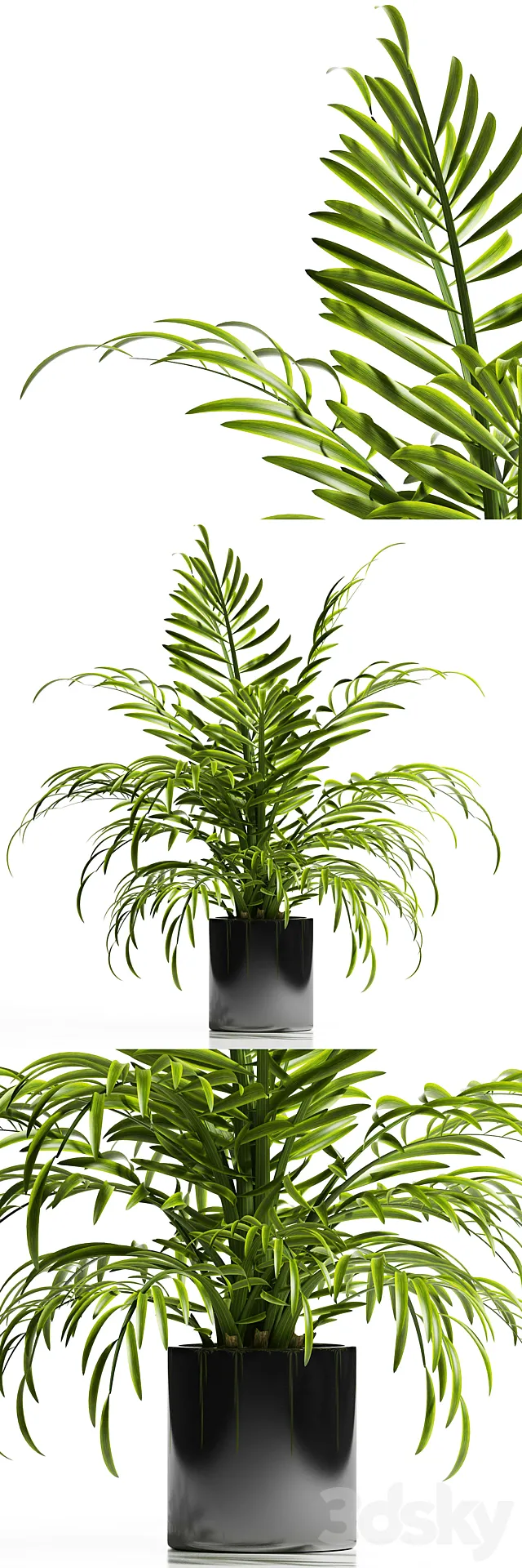ARECA PALM PLANT 12 3DModel