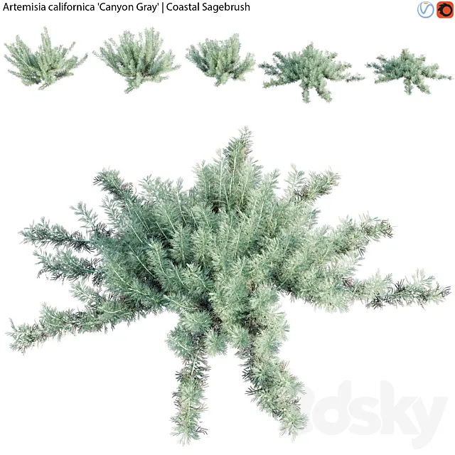 Artemisia californica - Coastal Sagebrush - 01 3D Model