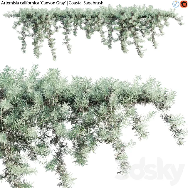 Artemisia californica - Coastal Sagebrush - 02 3D Model