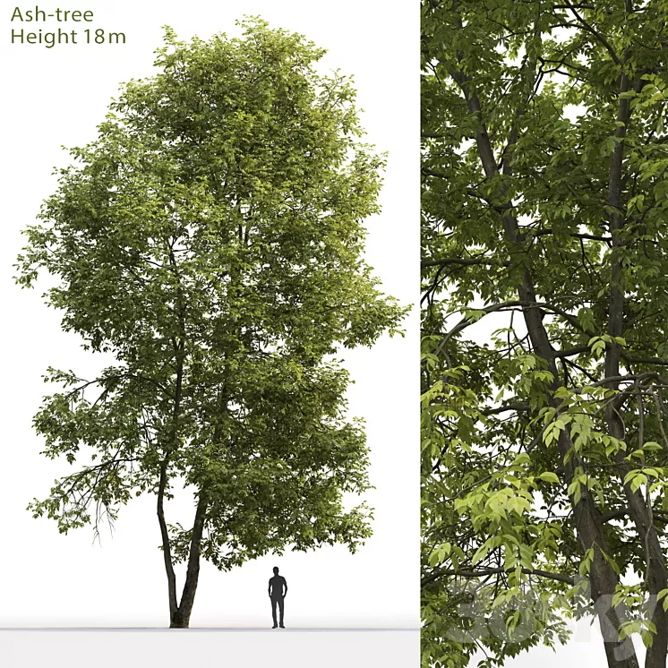 Ash | Ash-tree # 4 (18m) 3D Model