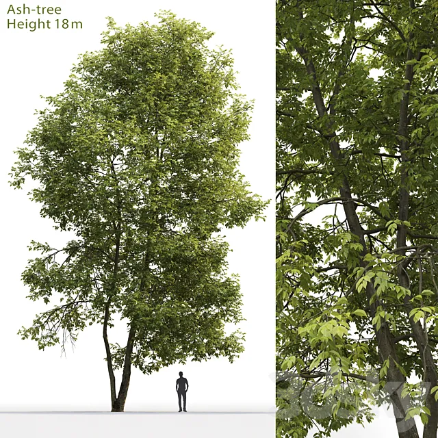 Ash | Ash-tree # 4 (18m) 3DModel