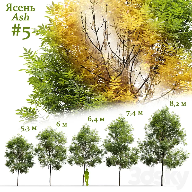 Ash / Fraxinus #5 3D Model