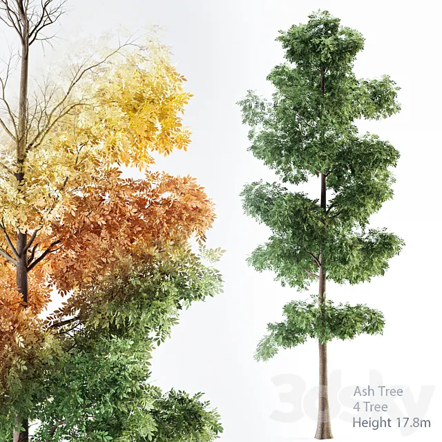 Ash Tree 01 3D Model