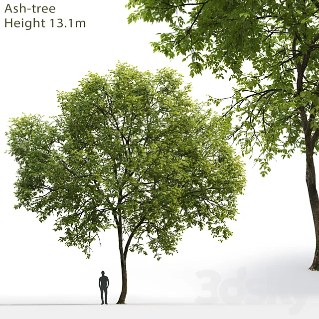 Ash-tree # 1 (17.1m) 3DModel