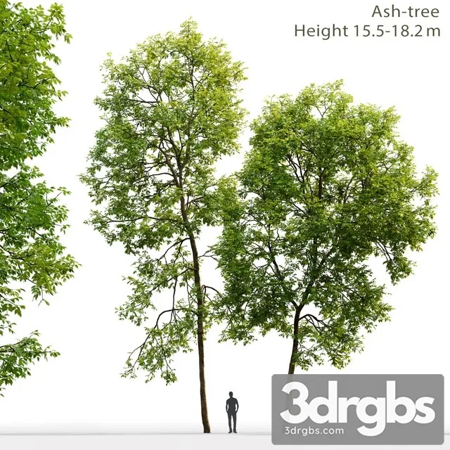 Ash Tree 2 15 518 2m 3D Model Free