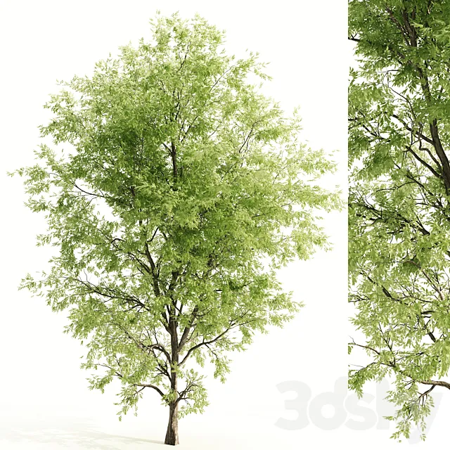 ash tree 3D Model