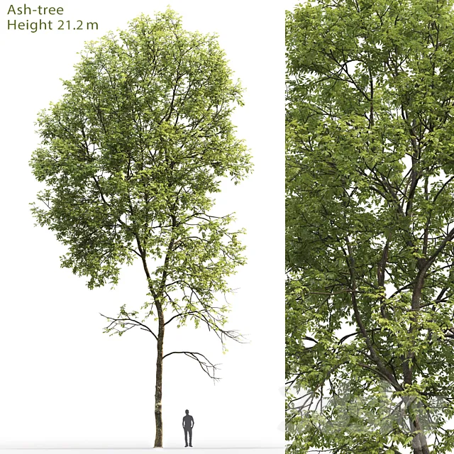 Ash-tree # 5 (21.2m) 3DModel