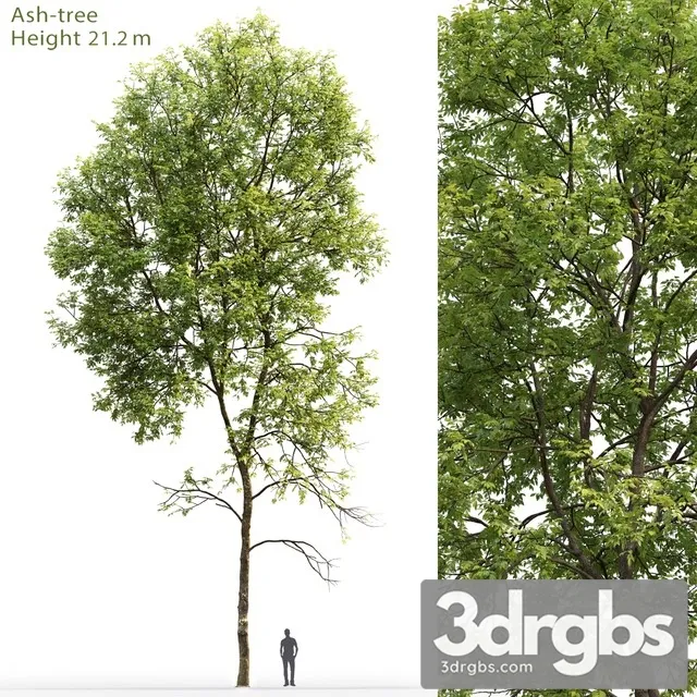 Ash Tree 5 3D Model Free