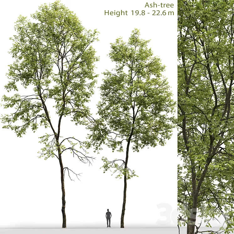 Ash-tree # 6 (19.8-22.6m) 3D Model