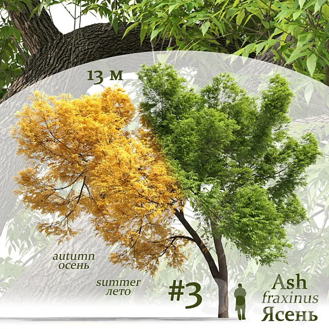 Ash-tree _ Fraxinus #3 Free Download