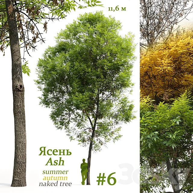 Ash-tree _ Fraxinus #6 Free Download