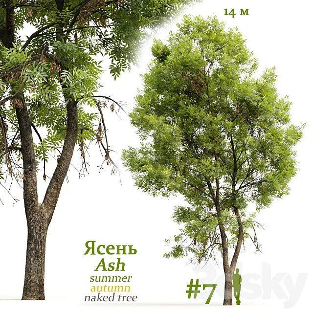 Ash-tree _ Fraxinus #7 3D Model
