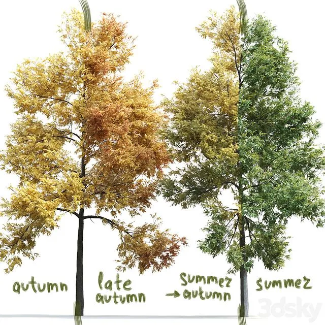 Ash-tree Fraxinus #1 3D Model