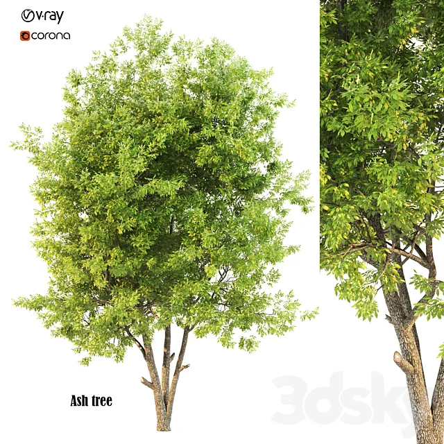 ash tree02 Free Download