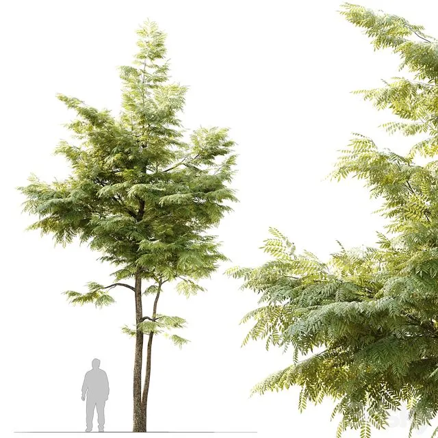 Ash tree_10 3D Model