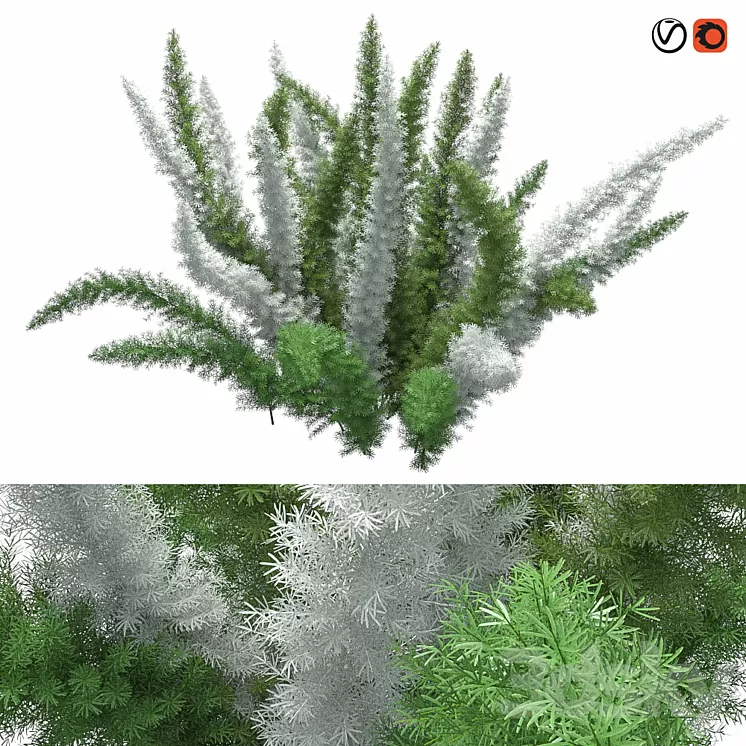 Asparagus Densiflorus Meyersii W 3D Model