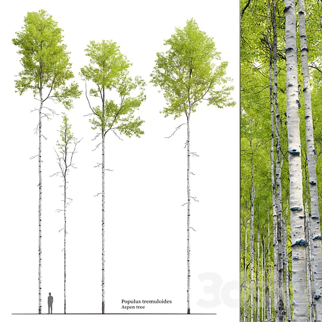 Aspen tree 04 3D Model