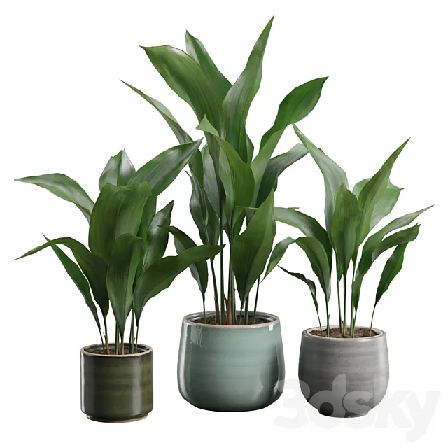 Aspidistra Elatior Pack 3D Model