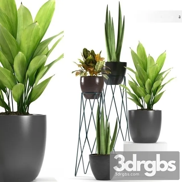 Aspidistra Elatior Plant 3D Model Free