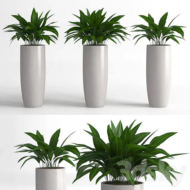 Aspidistra plants 3DModel