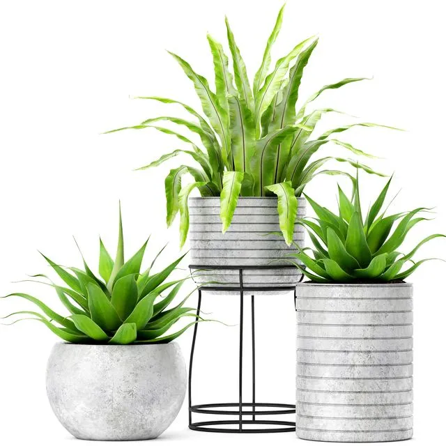 Asplenium and Agave 3D Model