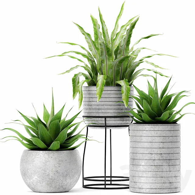 Asplenium and Agave Kostenets asplenium agave flower pot bush flowerpot concrete Free Download