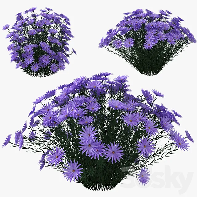 Aster dumosus - Lady in Blue 3D Model