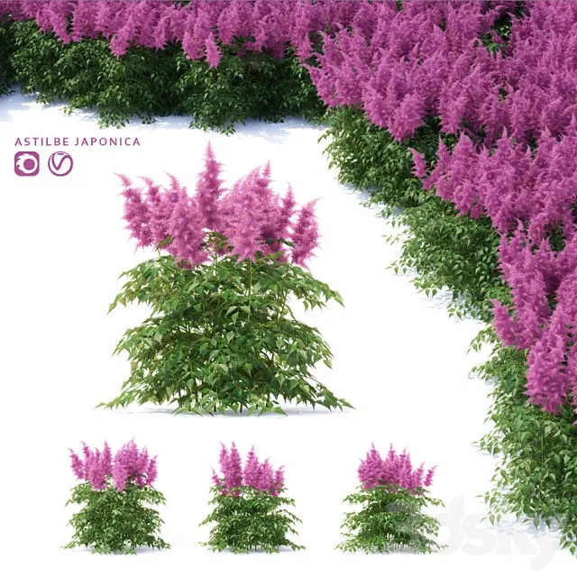 Astilba Iaponskaia Astilbe Japonica 3D Model Free