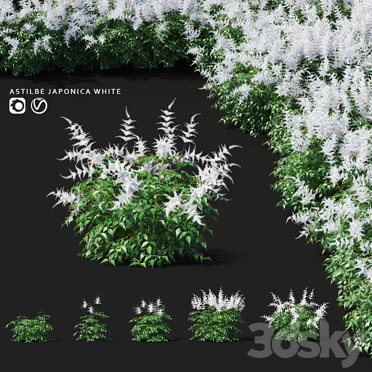 Astilba Japanese White | Astilbe japonica 3D Model