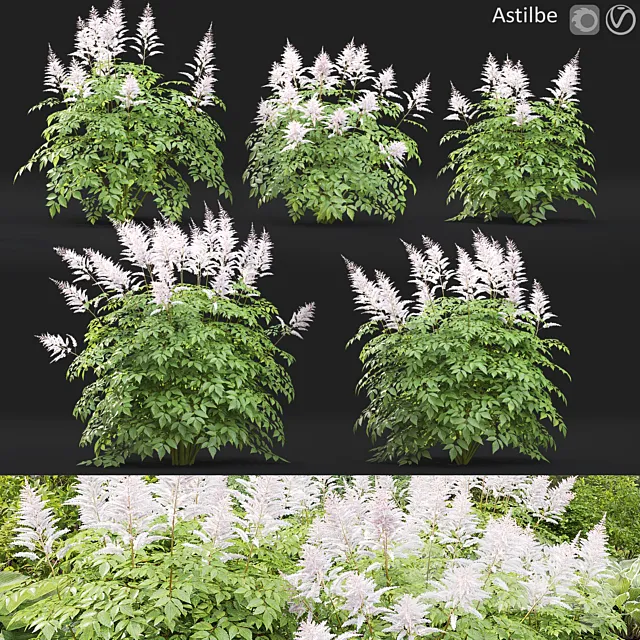 Astilbe 3D Model