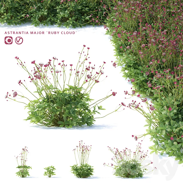 Astrantia big flowers | Astrantia major ruby cloud 3D Model