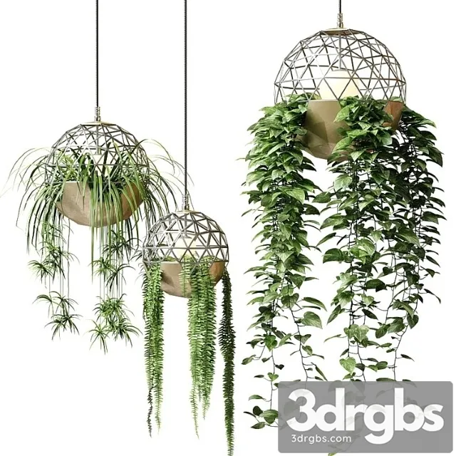 Atelier Schroeter Luminaires With Hanging Plants 3D Model Free
