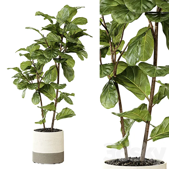 Ateliervierkant - Pot CL40 and Ficus Lyrata plant 3DModel