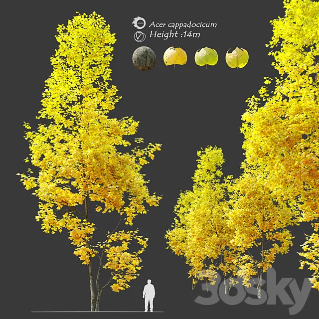 Autumn Acer cappadocicum (coliseum maple) 3D Model