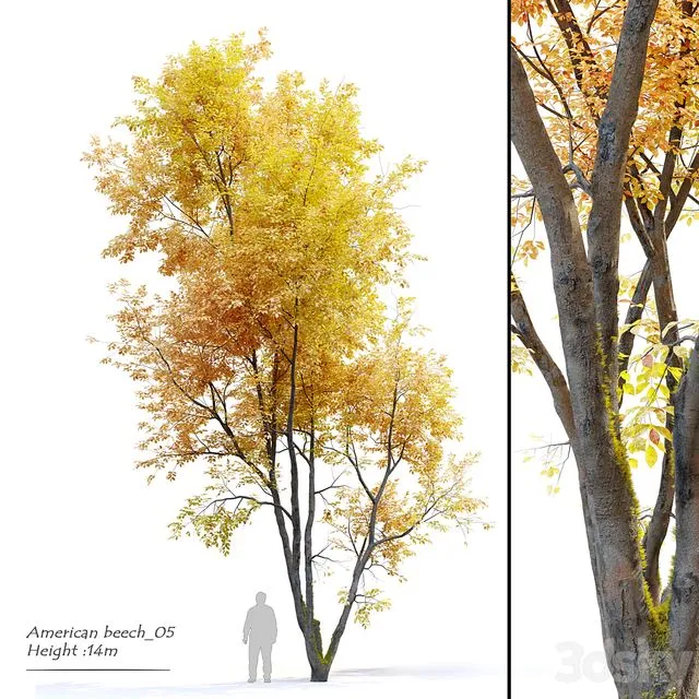 Autumn American beech 3D Model