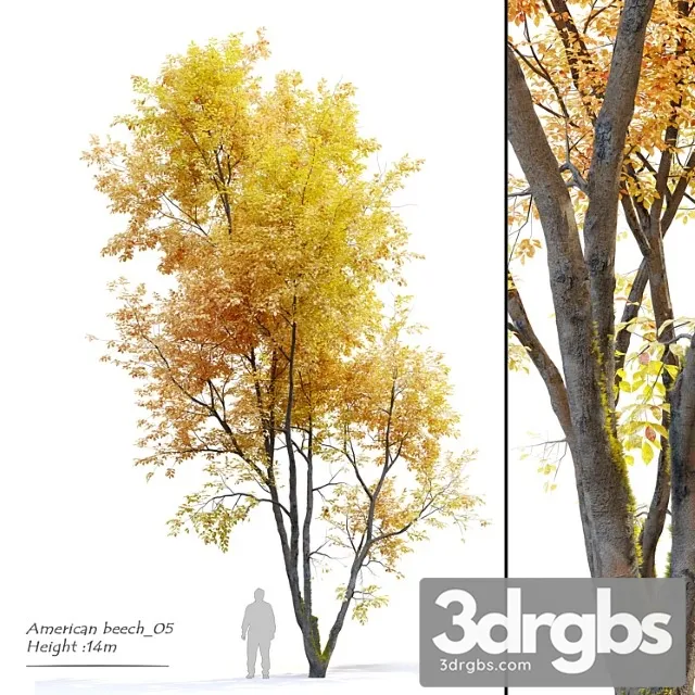 Autumn American Beech 3D Model Free