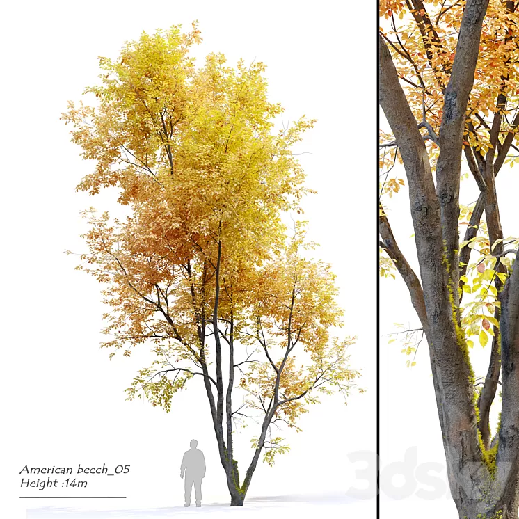 Autumn American beech